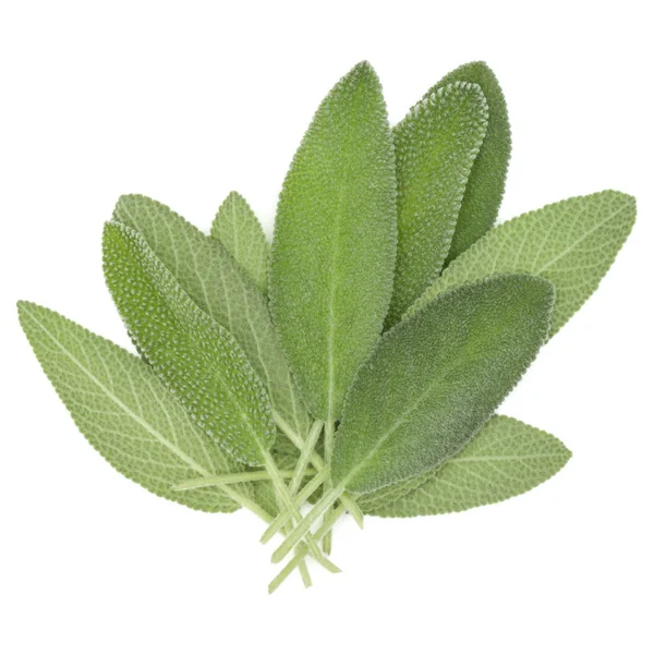 Fresh sage leaves — Stock Photo, Image