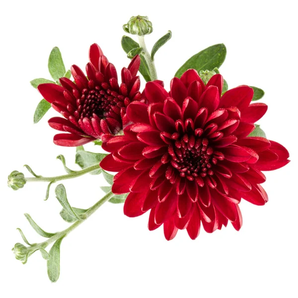 Rote Chrysanthemenblüten — Stockfoto