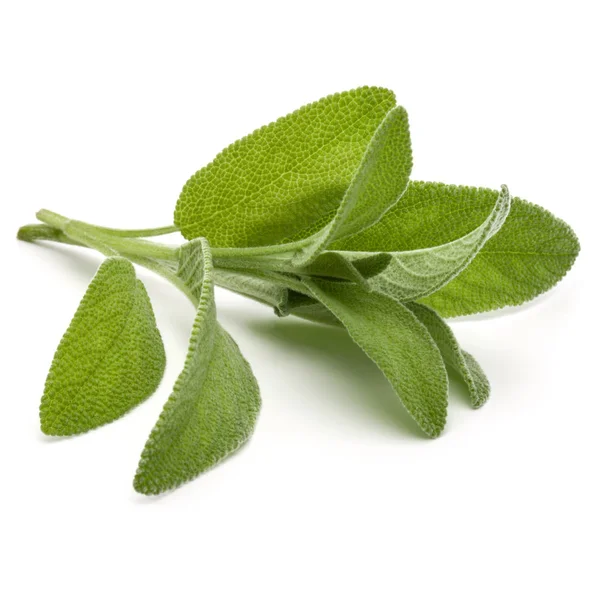 Sage 药草叶 — 图库照片