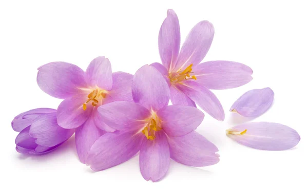 Lila crocus blommor — Stockfoto