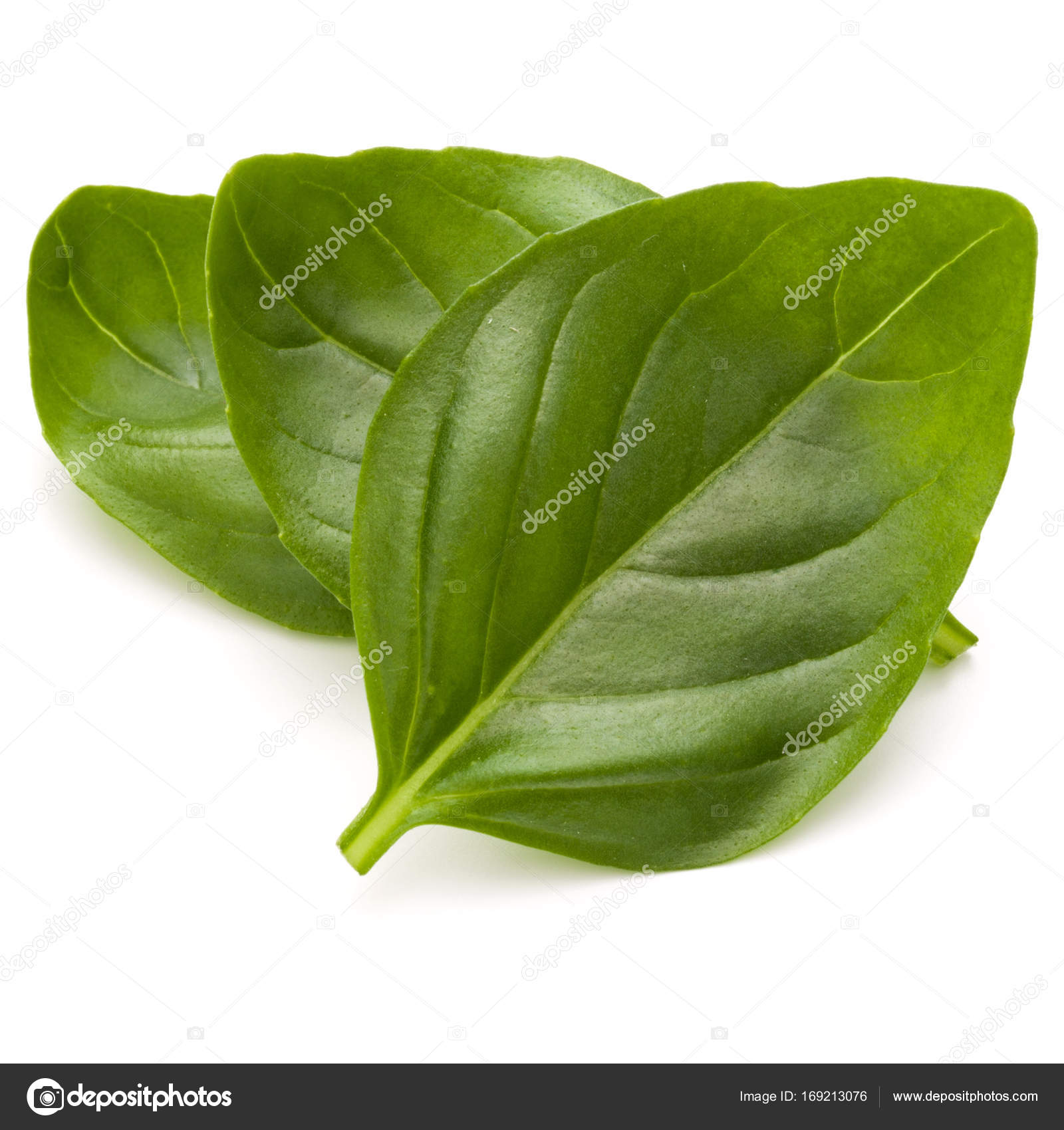 Sweet basil leaves Stock Photo by ©natika 169213076