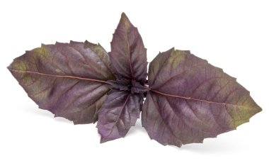 Kırmızı fesleğen yaprağı 