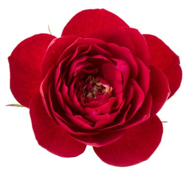 kırmızı gül çiçek