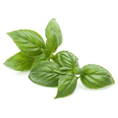 Yeşil fesleğen yaprağı 