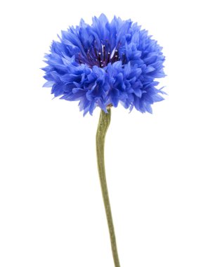 Mavi Peygamber Çiçeği Herb 