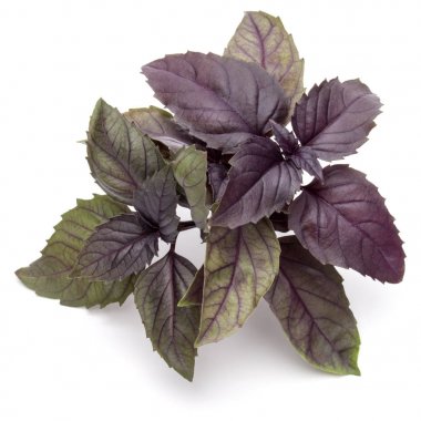 Kırmızı fesleğen yaprağı 