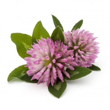 Yonca veya trefoil çiçek