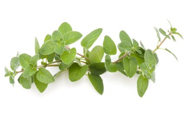 Kekik veya mercanköşk yaprakları 