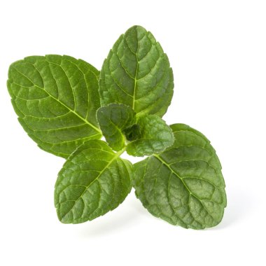 Taze nane yaprakları 