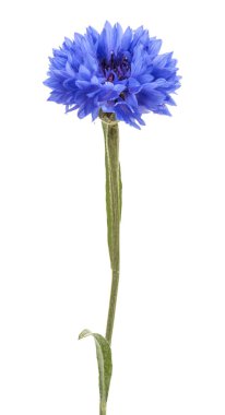 Mavi Peygamber Çiçeği Herb 