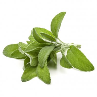 adaçayı bitki yaprakları 