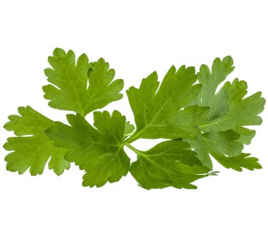 taze maydanoz yaprakları 