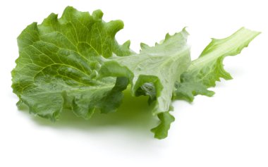 Yeşil hindiba yaprağı 