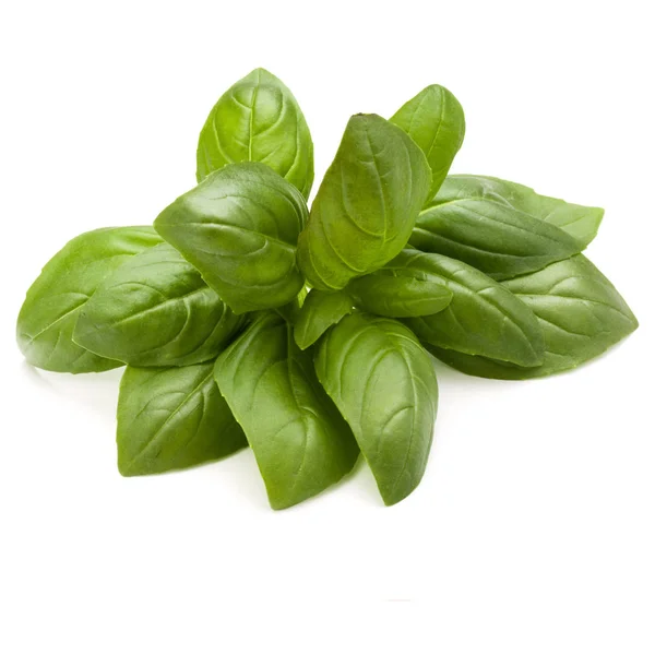 Daun manis Basil — Stok Foto