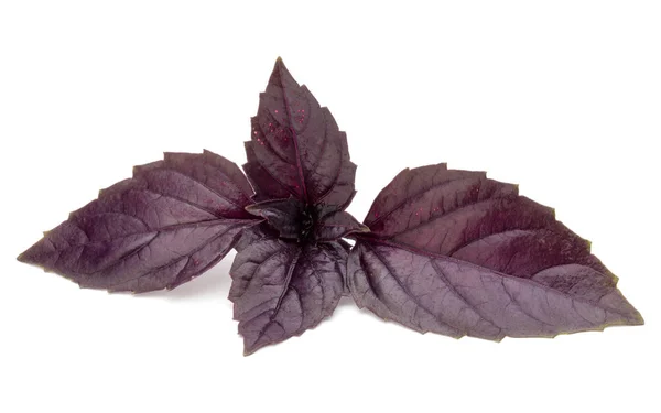 레드 바 질 잎 — 스톡 사진