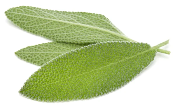 taze adaçayı yaprağı 