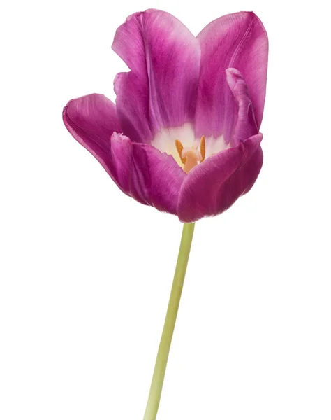 Fiore di tulipano lilla — Foto Stock