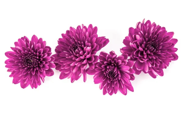 Lila krysantemum blommor — Stockfoto