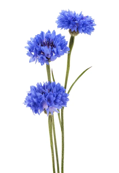 Blauwe korenbloemen boeket — Stockfoto