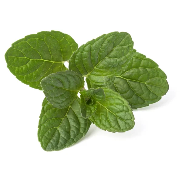 Foglie di menta fresca — Foto Stock