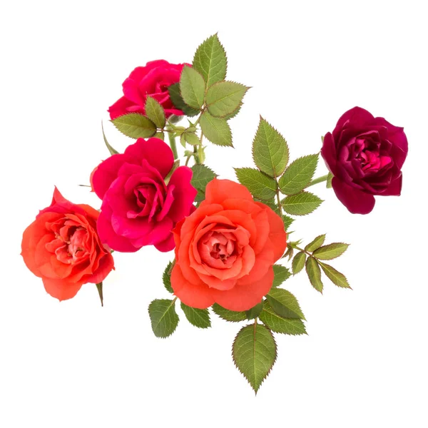 Roze bloemen boeket — Stockfoto