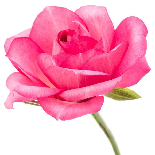 Рожева квітка троянди — стокове фото