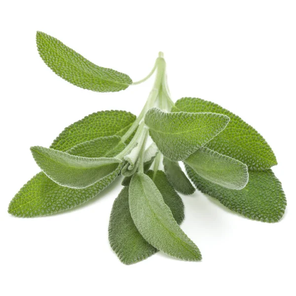 Sage herb leaves — Stock Photo, Image