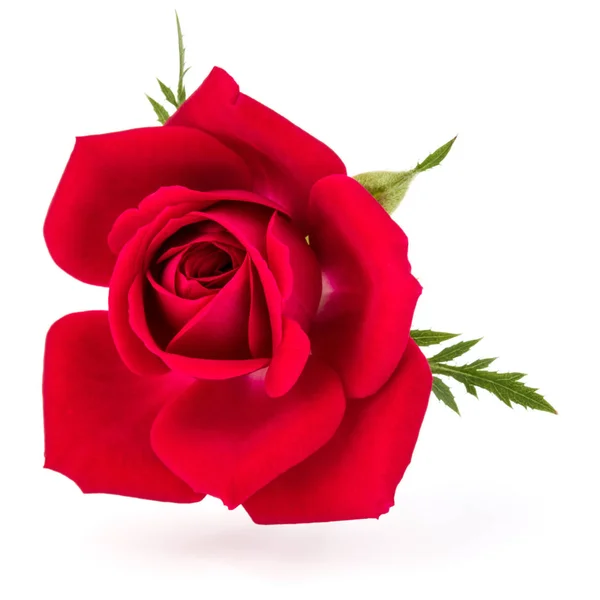 Rosa roja flor — Foto de Stock