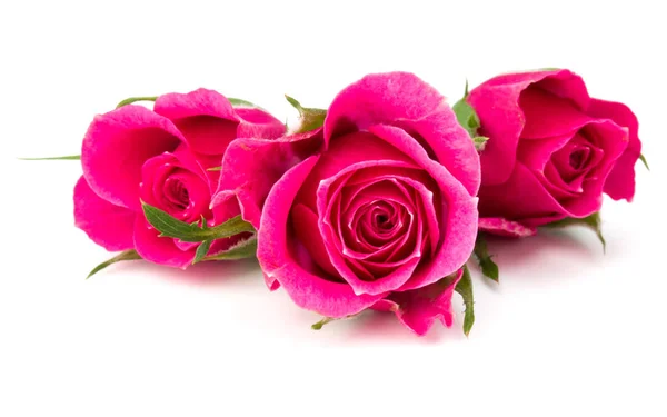 Rózsaszín rózsa virágok — Stock Fotó