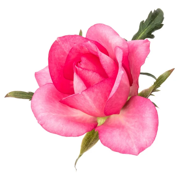 Rosa fiore di rosa — Foto Stock