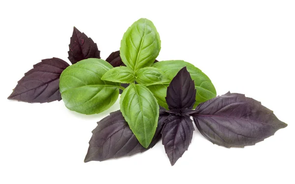 Green and red basil leaves — Stock Photo, Image