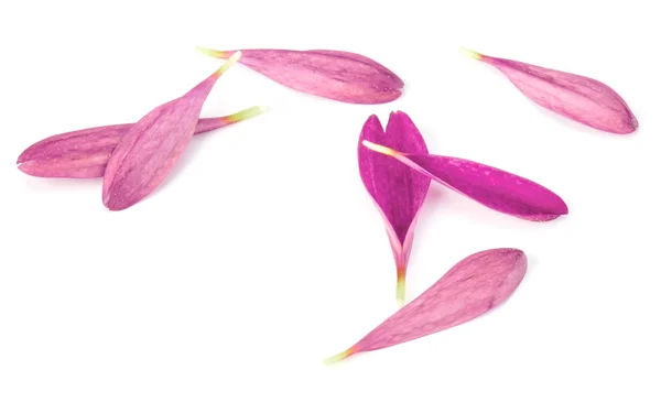 Lila krysantemum blommor — Stockfoto