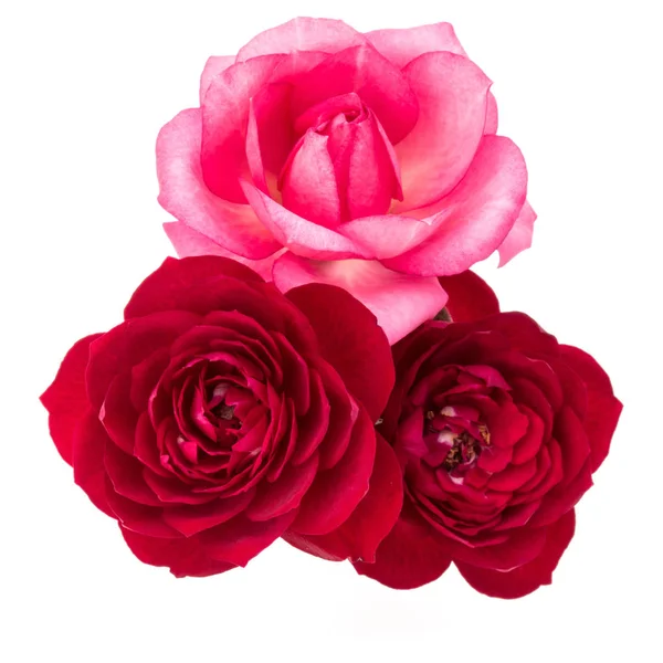 빨강과 분홍 장미 — 스톡 사진