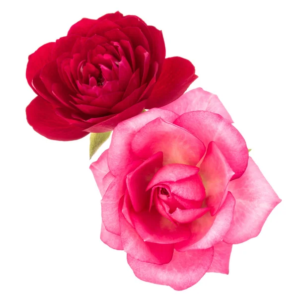 Vermelho e rosa rosa flores — Fotografia de Stock