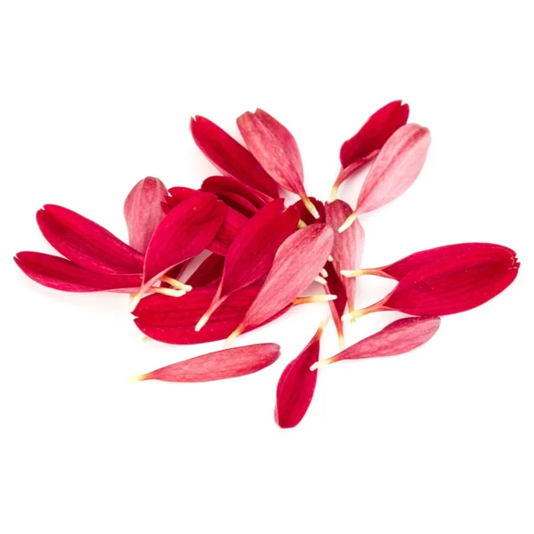 Pétalas de flor de crisântemo vermelho — Fotografia de Stock