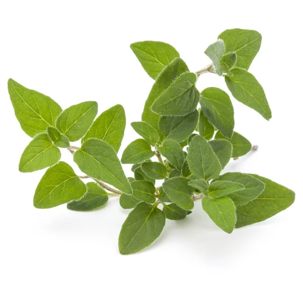 Oregano atau daun marjoram — Stok Foto