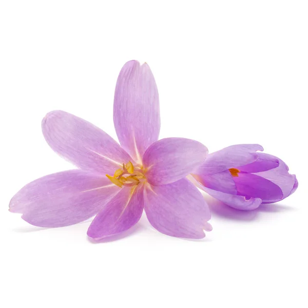 Lila crocus blommor — Stockfoto
