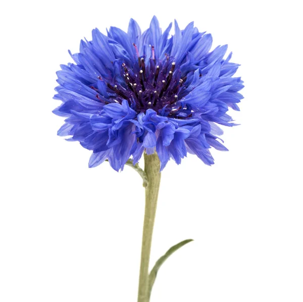 Blauwe Korenbloem kruid — Stockfoto