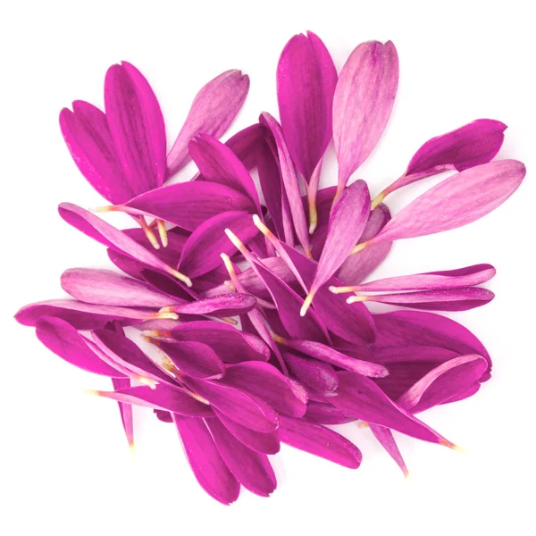 Lila krysantemum blommor — Stockfoto