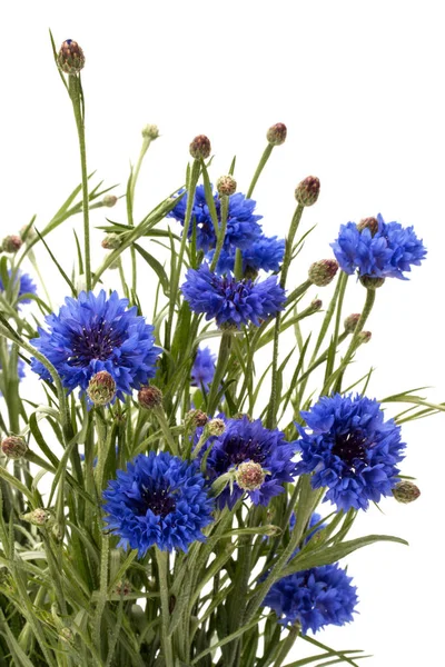 Mavi Peygamber buket