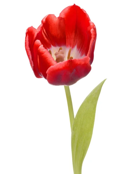 Rote Tulpenblüte — Stockfoto