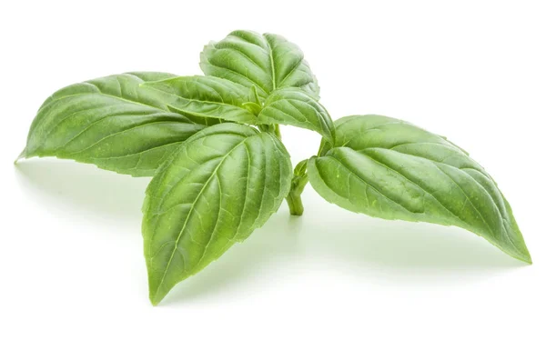 Green basil leaves — Stock Photo, Image