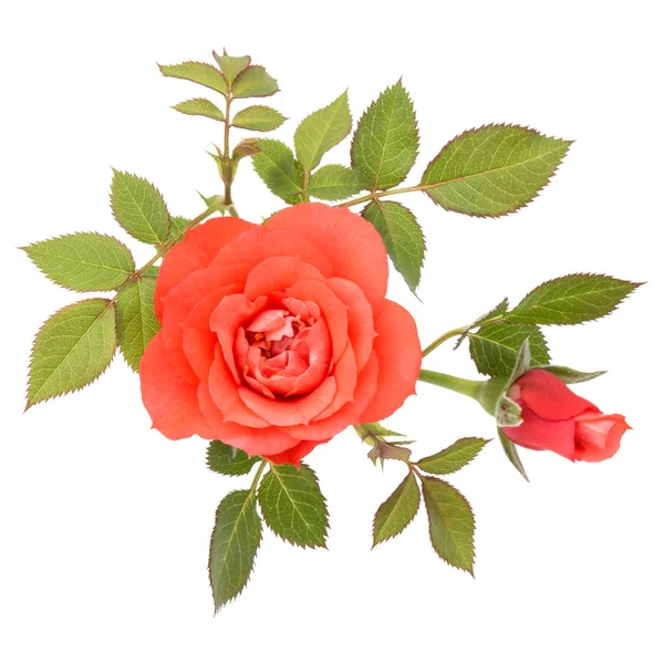 Laranja rosa flor — Fotografia de Stock