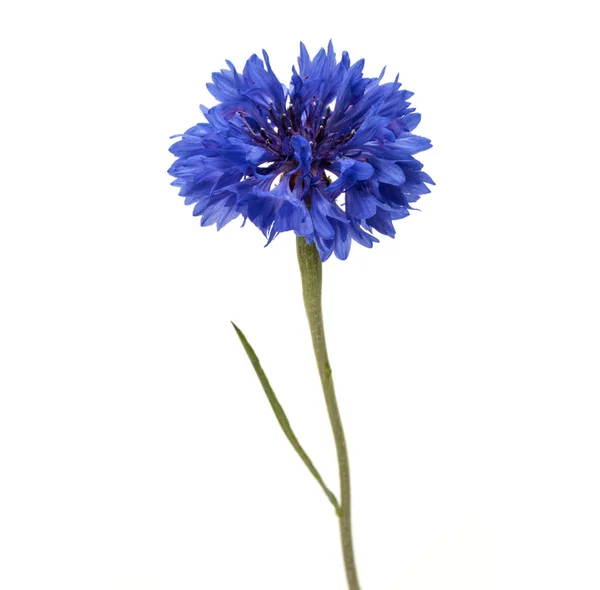 Herb niebieski chaber — Zdjęcie stockowe
