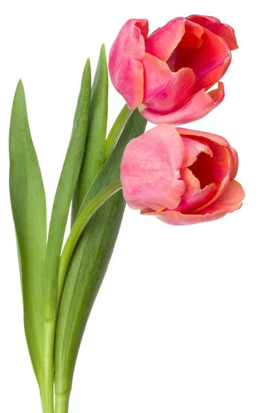 Růžová Tulipán květy — Stock fotografie