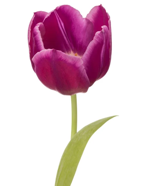 Flor de tulipán lila —  Fotos de Stock