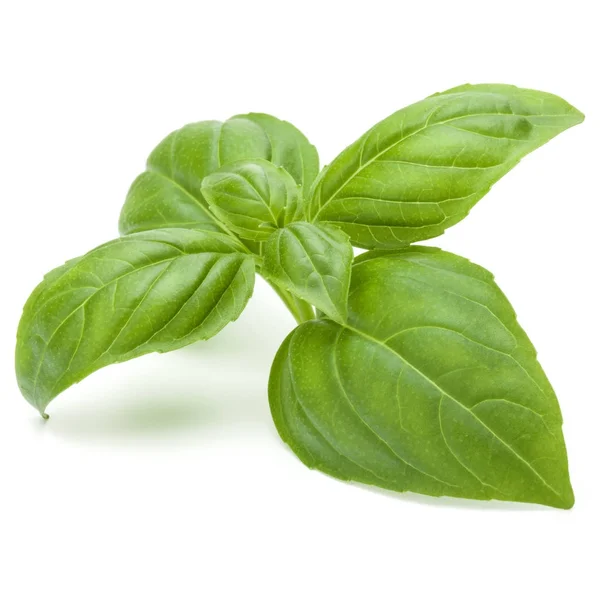 Green basil leaves — Stock Photo, Image