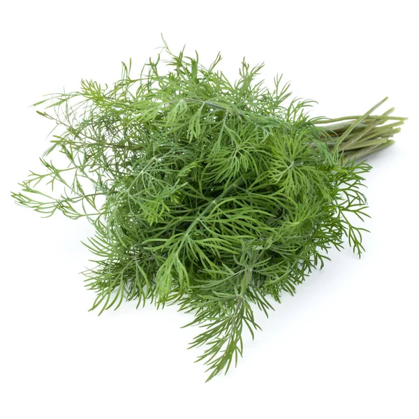 Groene Dille kruid bladeren — Stockfoto