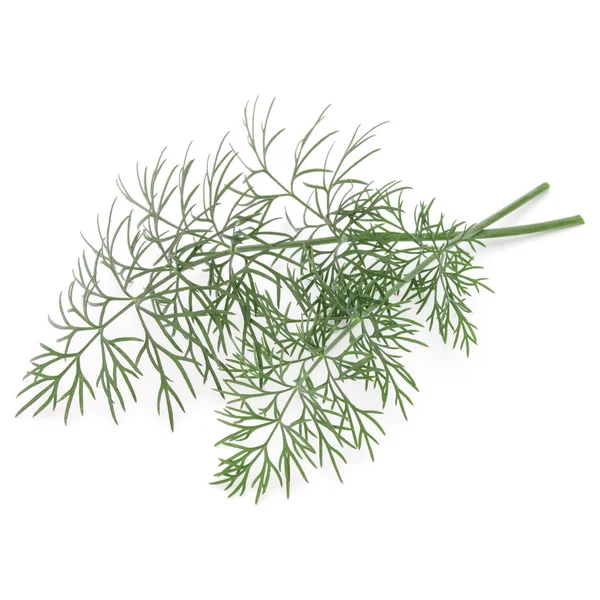 Branch of green dill — Stock Photo, Image