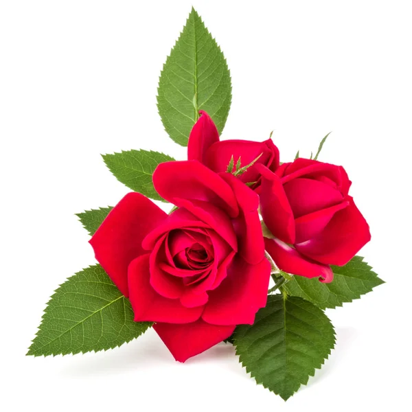 Bukiet róża kwiaty — Zdjęcie stockowe